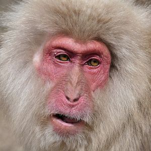 Hondo Macaque (Macaca fuscata fuscata)