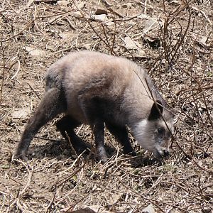 Japanese Serow (Capricornis crispus)