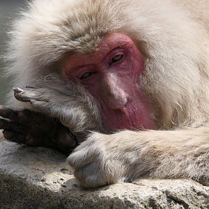 Hondo Macaque (Macaca fuscata fuscata)