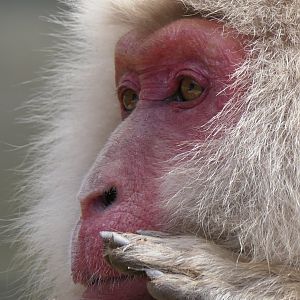 Hondo Macaque (Macaca fuscata fuscata)