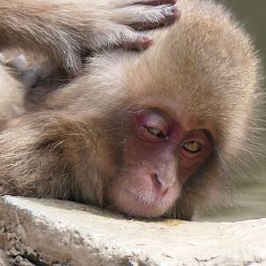 Hondo Macaque (Macaca fuscata fuscata)