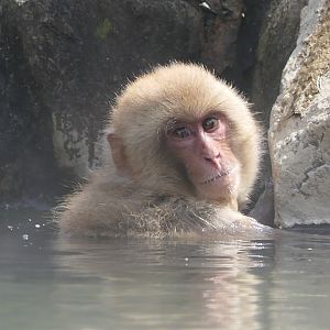 Hondo Macaque (Macaca fuscata fuscata)