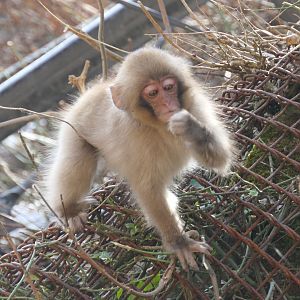 Hondo Macaque (Macaca fuscata fuscata)