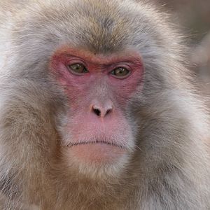 Hondo Macaque (Macaca fuscata fuscata)