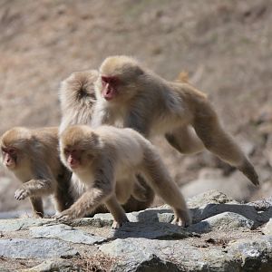 Hondo Macaque (Macaca fuscata fuscata)