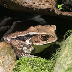 Eastern Japanese Common Toad (Bufo formosus) - Uozu Aquarium