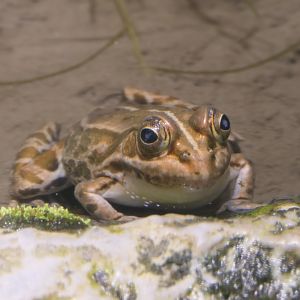 Black-spotted Pond Frog (Pelophylax nigromaculatus) - Uozu Aquarium