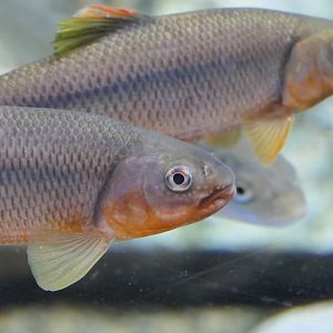 Dark Chub (Nipponocypris temminckii) - Uozu Aquarium