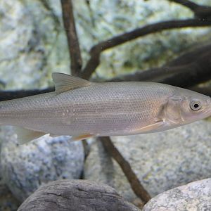Japanese Dace (Pseudaspius hakonensis) - Uozu Aquarium