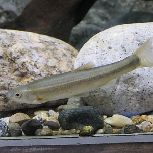 Amur Minnow (Rhynchocypris (lagowskii) steindachneri) - Uozu Aquarium