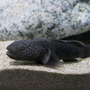 Short-spined Japanese Trident Goby (Tridentiger brevispinis) - Uozu Aquarium