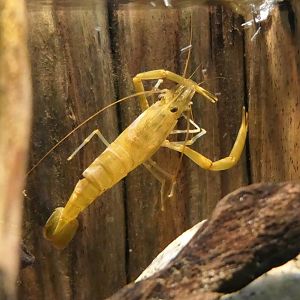 Macrobrachium japonicum - Uozu Aquarium