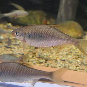 Slender Bitterling (Tanakia lanceolata) - Uozu Aquarium
