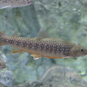 Nikkou Char (Salvelinus leucomaenis pluvius) - Uozu Aquarium