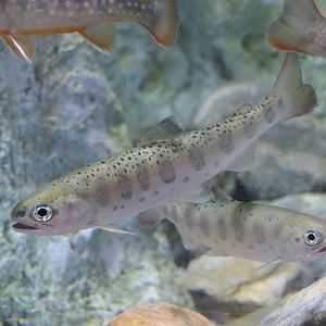 Yamame (Onchorhynchus masou masou) - Uozu Aquarium