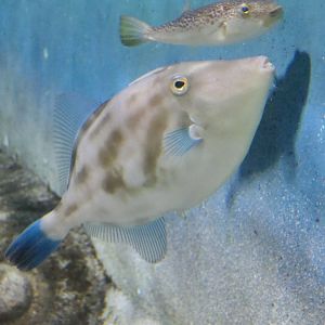 Black Scraper (Thamnaconus modestus) - Uozu Aquarium