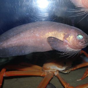 Rough Snailfish (Careproctus trachysoma) - Uozu Aquarium