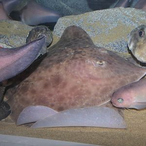 Golden Skate (Bathyraja smirnovi) - Uozu Aquarium