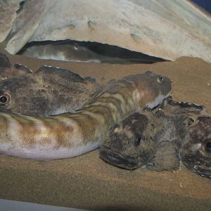Tanaka's Eelpout (Lycodes tanakae) - Uozu Aquarium
