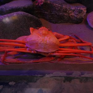 Red Queen Crab (Chionoecetes japonicus) - Uozu Aquarium
