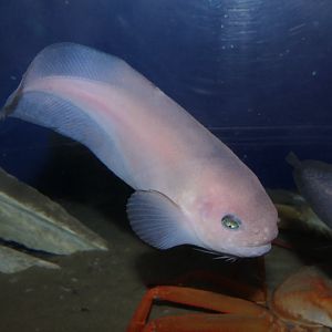 Rough Snailfish (Careproctus trachysoma) - Uozu Aquarium