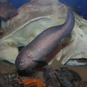 Rough Snailfish (Careproctus trachysoma) - Uozu Aquarium