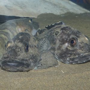 Hunchback Sculpin (Malacocottus gibber) - Uozu Aquarium