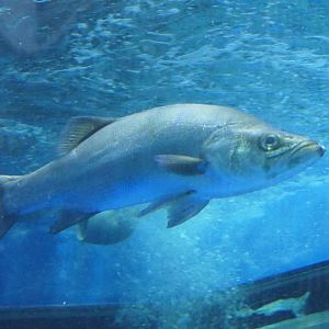 Blackfin Seabass (Lateolabrax latus) - Uozu Aquarium