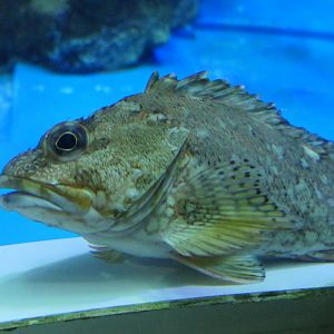False Kelpfish (Sebastiscus marmoratus)