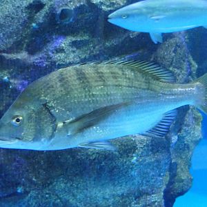 Black Seabream (Acanthopagrus schlegelii)