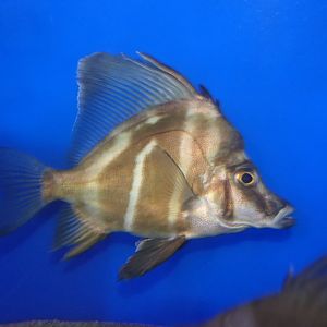 Sailfin Armourhead (Histiopterus typus)