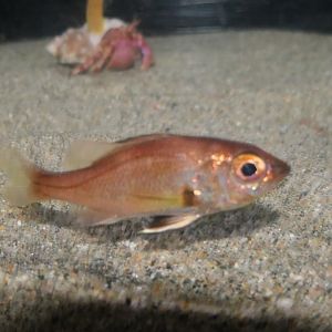 Blackthroat Seaperch (Doederleinia berycoides) - Uozu Aquarium