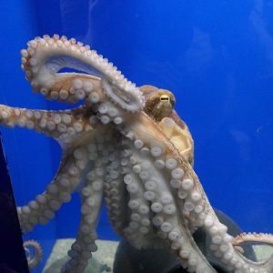 East Asian Common Octopus (Octopus sinensis)