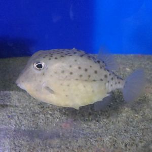 Itomaki Basketfish (Kentrocapros aculeatus) - Uozu Aquarium