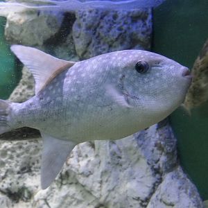 Spotted Oceanic Triggerfish (Canthidermis maculata) - Uozu Aquarium