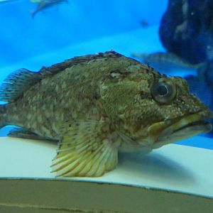 False Kelpfish (Sebastiscus marmoratus) - Uozu Aquarium