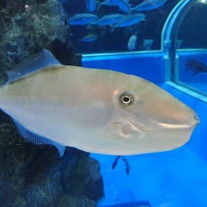 Unicorn Filefish (Aluterus monoceros) - Uozu Aquarium
