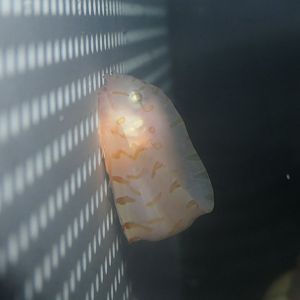 Barred Snailfish (Crystallias matsushimae) - Uozu Aquarium