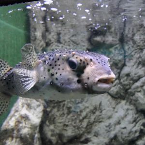 Spotfin Burrfish (Chilomycterus reticulatus) - Uozu Aquarium