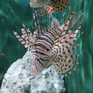 Luna Lionfish (Pterois lunare) - Uozu Aquarium