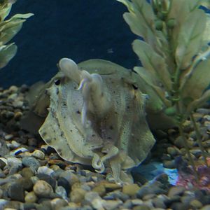 Kisslip Cuttlefish (Acanthosepion lycidas) - Uozu Aquarium