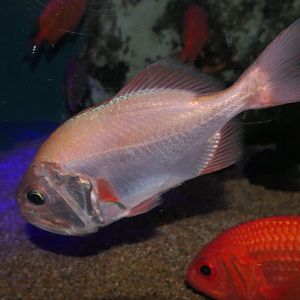 Big Roughy (Gephyroberyx japonicus) - Uozu Aquarium