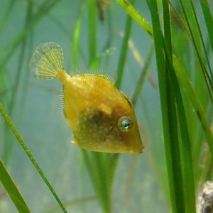 Whitespotted Pygmy Filefish (Rudarius ercodes) - Uozu Aquarium
