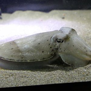Golden Cuttlefish (Ascarosepion esculentum) - Uozu Aquarium