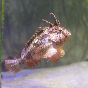 Redfin Velvetfish (Paracentropogon rubripinnis) - Uozu Aquarium