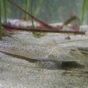 Horn Dragonet (Repomucenus curvicornis) - Uozu Aquarium