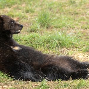 Wolverine : Whipsnade : 22 Mar 2025