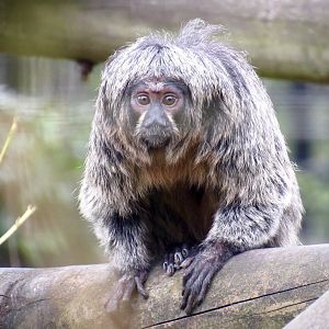 White-faced saki