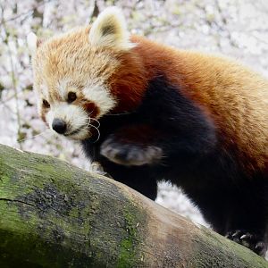 Red panda
