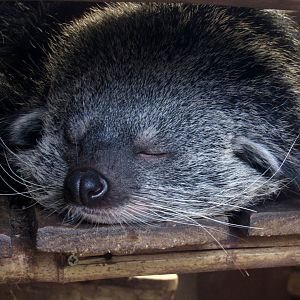 Binturong